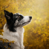 Avatar de kimlovewolf  brunet