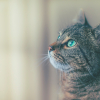 Avatar de monde-des-chats