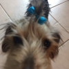Avatar Yorkieb