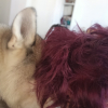 Avatar de HuskyEtPéripéties