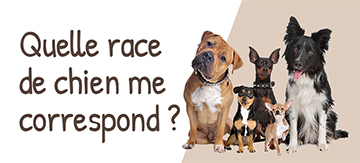 Adopter Un Animal Nos Annonces Et Nos Conseils