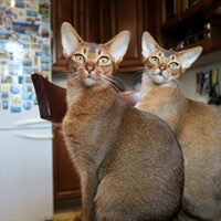 Photo de chats Abyssin