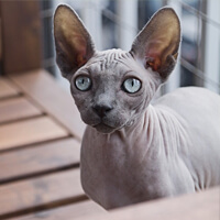 Photo de Mady, chat Sphynx