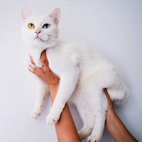 Photo de Moshi