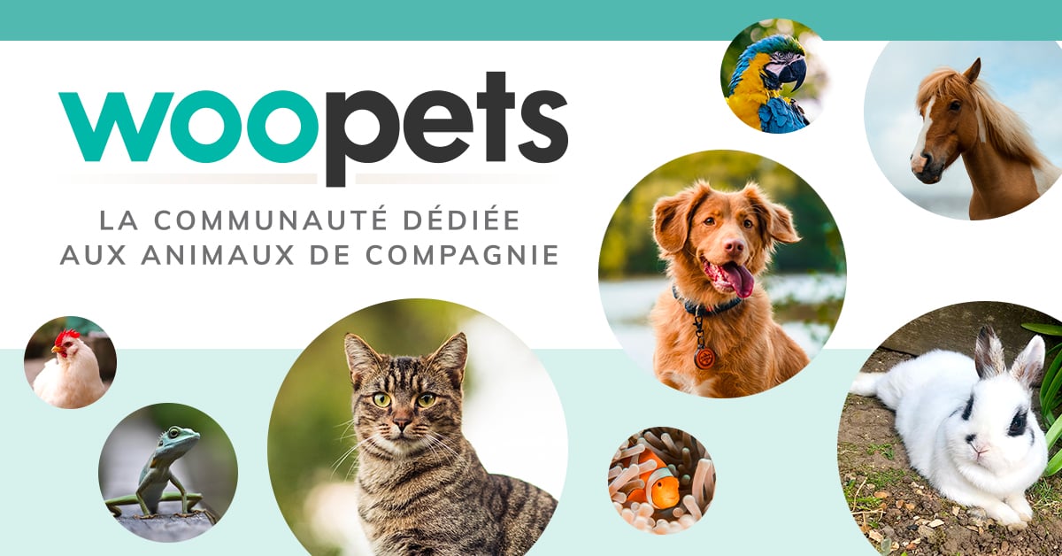 Copyright Woopets.fr (c) Woopets.fr