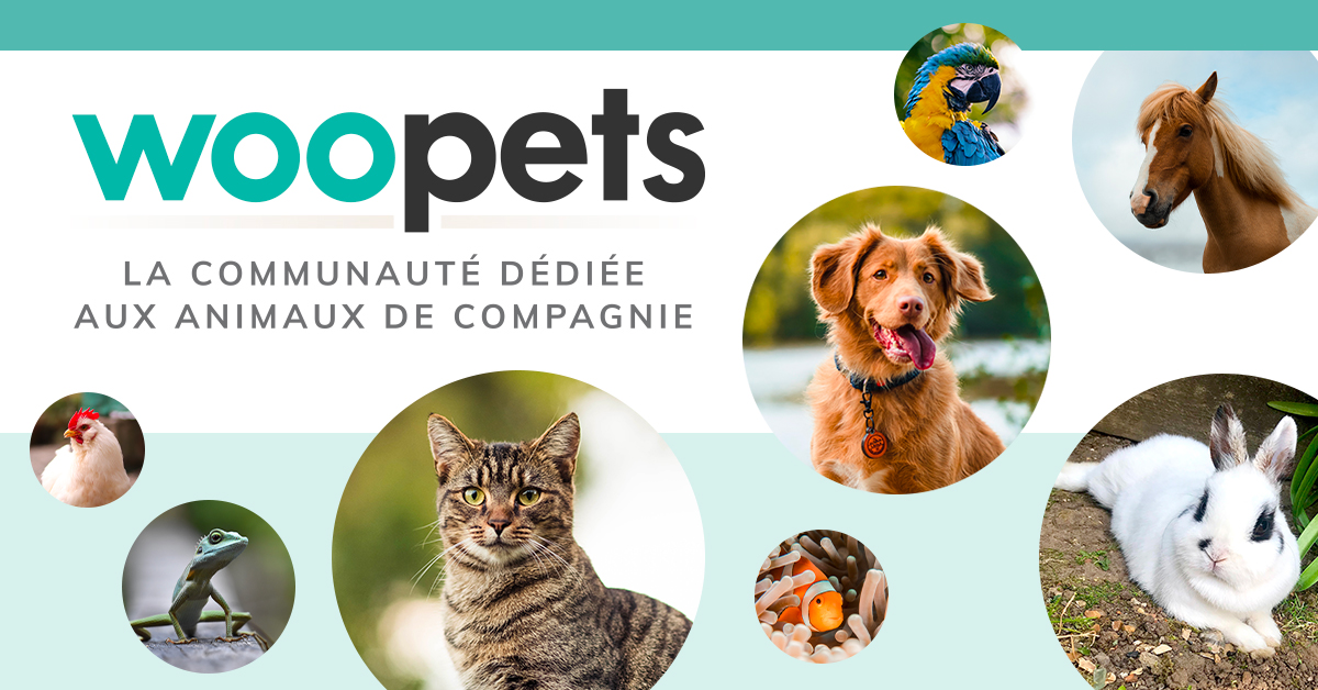 Rongeurs classées par genre