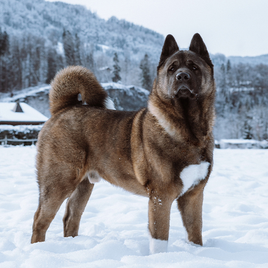 Malcolm the Akita