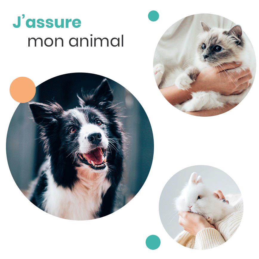 J'assure mon animal