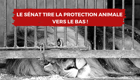 PPL contre la maltraitance animale : le Sénat tira la protection animale vers le bas