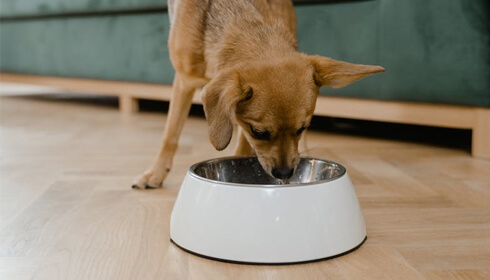 Inflation : les français dépensent 15% de plus qu'en 2020 pour leurs animaux