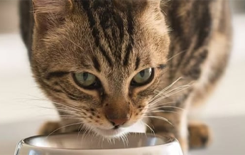 Illustration : Chat qui mange des croquettes