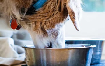 Illustration : Chien qui mange des croquettes