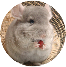 Illustration Chinchilla