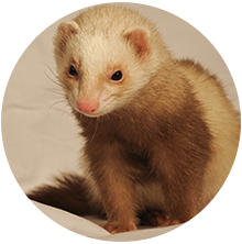 Illustration Furet