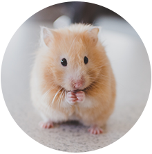 Illustration Hamster