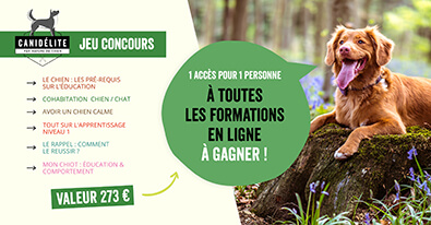 Illustration du jeu-concours Canidelite