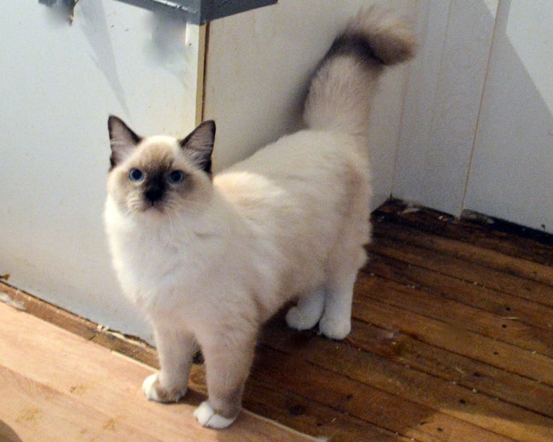 Ulysse, chat Ragdoll mâle