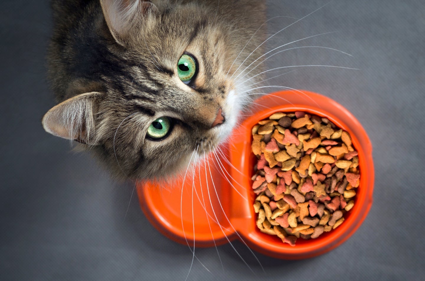 Illustration de l'article : 8 raisons possibles expliquant la perte d'appétit du chat