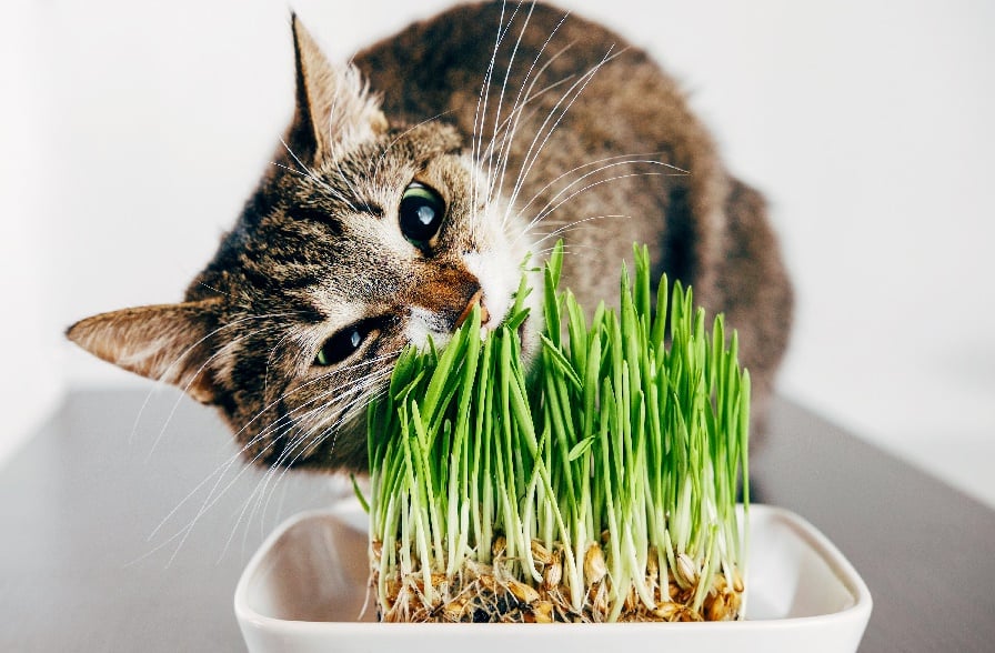 Illustration de l'article : 8 raisons possibles expliquant la perte d'appétit du chat