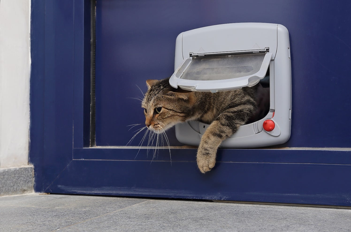 Illustration de l'article : 8 raisons possibles expliquant la perte d'appétit du chat