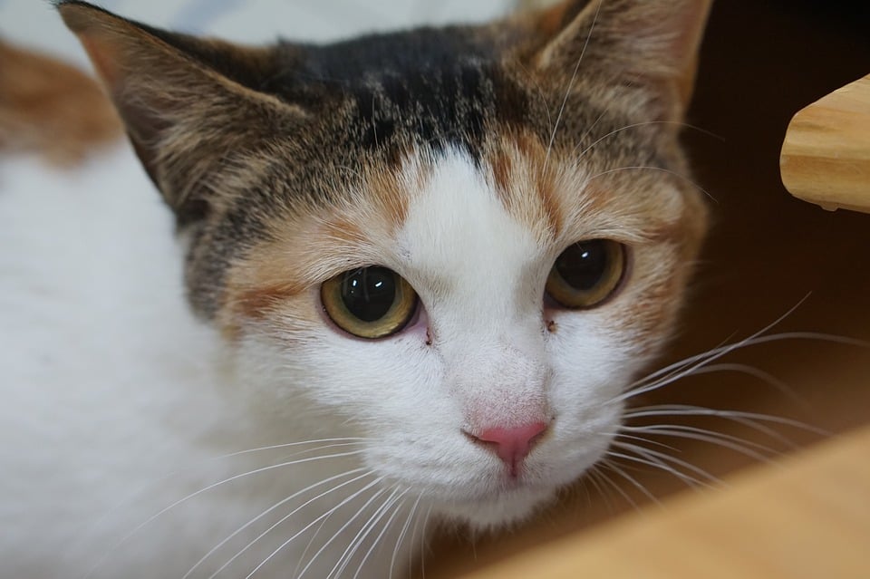 Illustration de l'article : 8 raisons possibles expliquant la perte d'appétit du chat